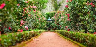 Różany ogród