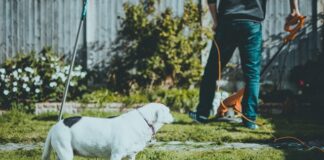 Mężczyzna dbający o trawnik i pies