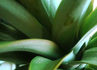 Czym Wysypać wierzch doniczki? Czym Wysypać wierzch doniczki?