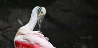 Jak tanio wygładzić ściany?