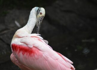 Jak tanio wygładzić ściany? Jak tanio wygładzić ściany?