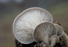 Jak uprawiać boczniaka na działce? Jak uprawiać boczniaka na działce?