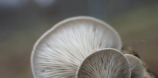 Jak uprawiać boczniaka na działce?