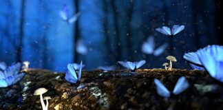 Jak przechowywać grzyby na zimę?