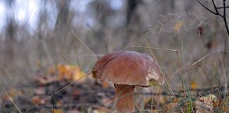 Jaki las lubi prawdziwek?