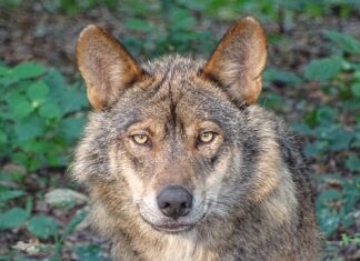 Co wróży wysyp grzybów? Co wróży wysyp grzybów?