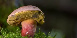 Kiedy zbierać borowiki?