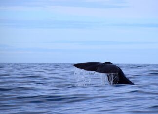 Jaką grubość keramzytu?