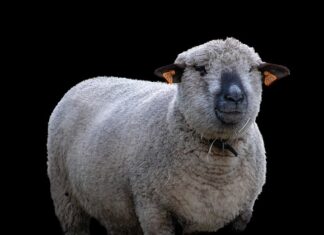 Jak zacząć hodować grzyby? Jak zacząć hodować grzyby?