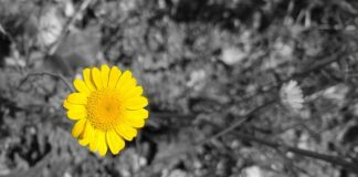 Czy 20 mg nikotyny to dużo?