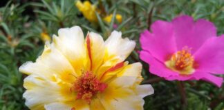 Jak zrobić stek z kalafiora?