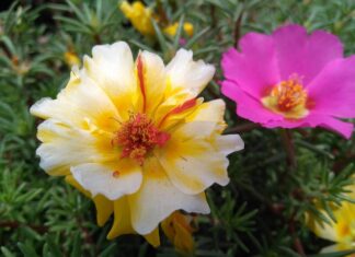 Jak zrobić stek z kalafiora?