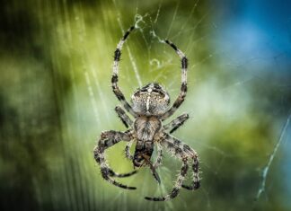 Jak działa krzyżak?