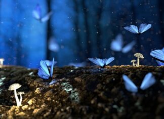 Czy grzyby do mrożenia się myje?