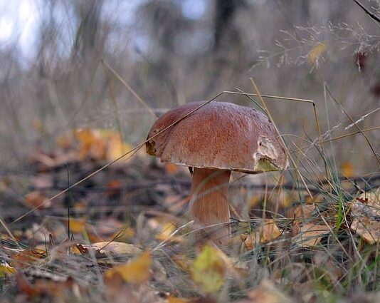 W jakich miejscach rosną prawdziwki? W jakich miejscach rosną prawdziwki?