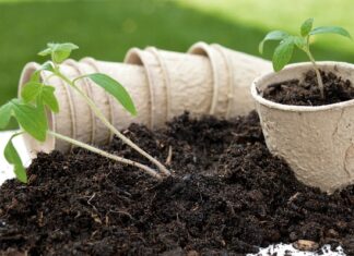 Czy zawsze trzeba przesadzać kwiaty po zakupie? Czy zawsze trzeba przesadzać kwiaty po zakupie?