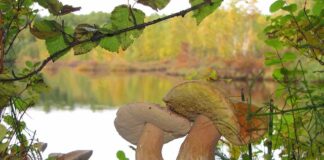 Gdzie znajduje się grzybnia w grzybie?