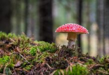 Ile czasu rośnie grzyb prawdziwek? Ile czasu rośnie grzyb prawdziwek?