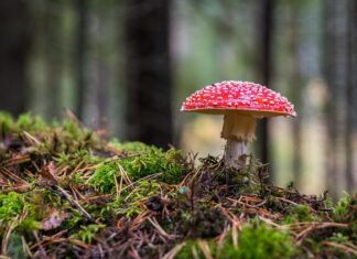 Ile czasu rośnie grzyb prawdziwek? Ile czasu rośnie grzyb prawdziwek?