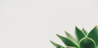 Co zrobić żeby pierś z kurczaka z grilla była soczysta?