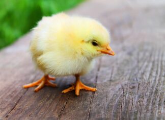 Ile się robi kurczak na grillu?