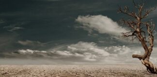 Co utrzymuje wilgoć w glebie?