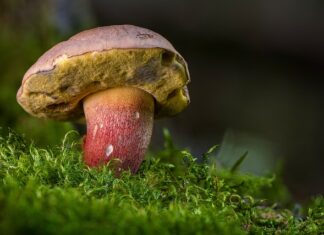 Jak wyhodować samodzielnie borowiki na parapecie? Jak wyhodować samodzielnie borowiki na parapecie?