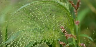 Skąd pochodzi nazwa grill?