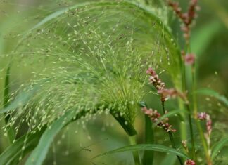 Skąd pochodzi nazwa grill?