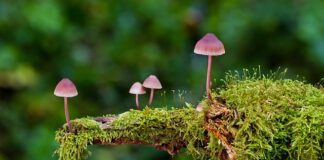 Gdzie rośnie najwięcej grzybów?