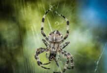 Gdzie jest krzyżak wału?