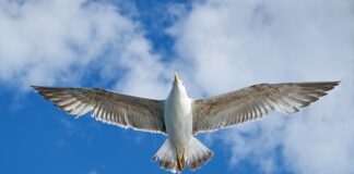 Czy warto kupić VW Amarok?