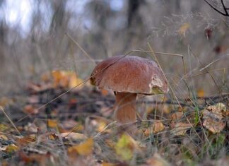 Czy można hodować prawdziwki?