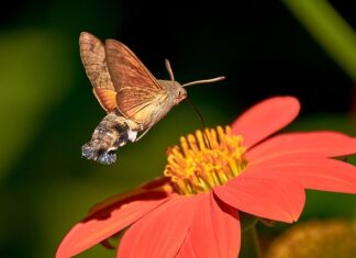 Jak wyczyścić dyszę w gaźniku?