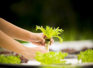 Jak zrobić hydroponika?