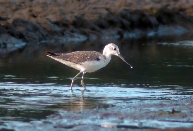 Co to jest cholewka buta? Co to jest cholewka buta?