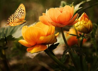 Czy kanie się myje przed smażeniem?