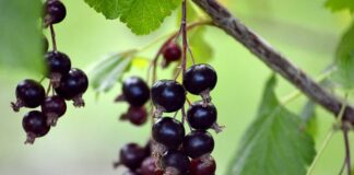 Ile żeberek kaloryfera na metr kwadratowy?