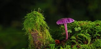 Czy można mieszać farbę z gruntem?