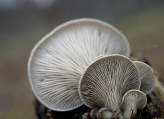 Po jakim czasie wyrastają boczniaki? Po jakim czasie wyrastają boczniaki?