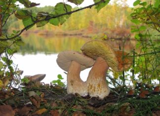 Jak rozrasta się grzybnia? Jak rozrasta się grzybnia?