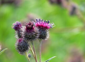 Jak wygląda zabieg rozbijania kamieni nerkowych? Jak wygląda zabieg rozbijania kamieni nerkowych?