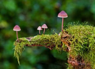 Co oznacza wysyp grzybów? Co oznacza wysyp grzybów?