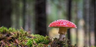 Kiedy grzyb jest robaczywy?