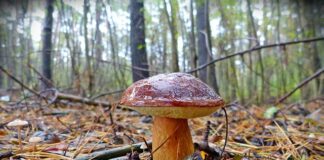 Gdzie jest najwięcej prawdziwków w Polsce?