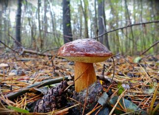 Gdzie jest najwięcej prawdziwków w Polsce? Gdzie jest najwięcej prawdziwków w Polsce?